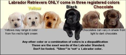 Acceptable colors for Labrador Retrievers, Silver is not a recognized Labrador color.