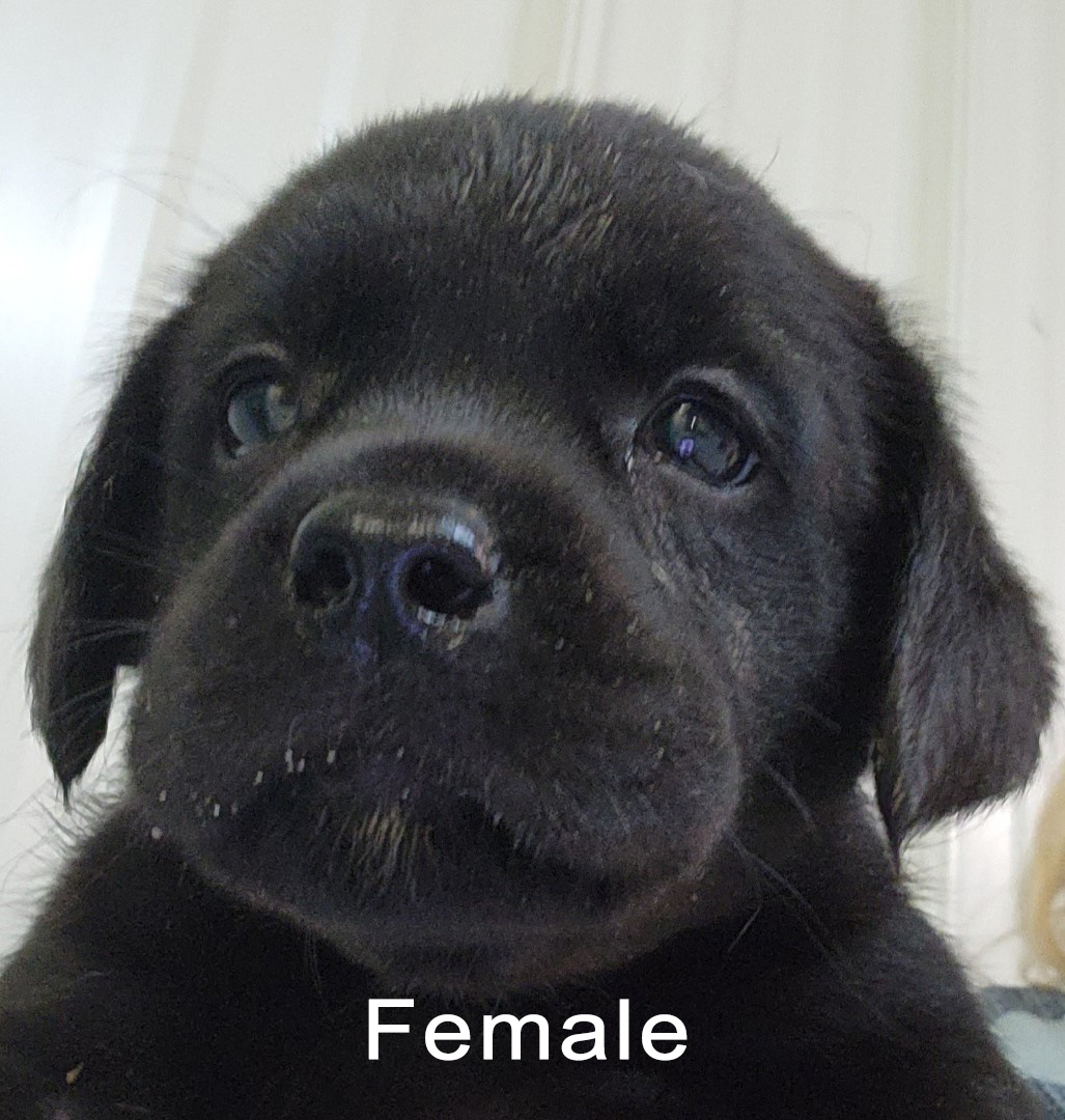 Female black Labrador Puppy for sale