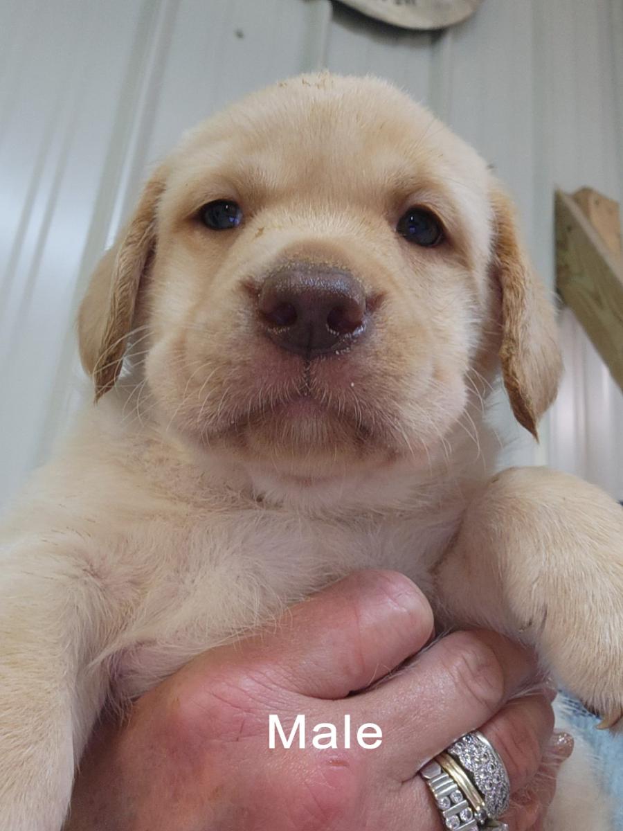 Yellow Male Labrador Puppy for sale