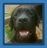 North Forks Cash - Black Labrador Retriever