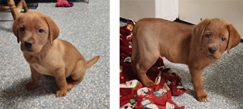 Male Fox Red Labrador Puppy for sale