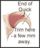 Dog's toenail with trimming guidelines