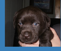 Chocolate Labrador puppy