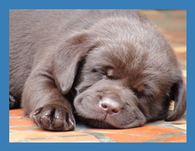 Sleeping Labrador puppy