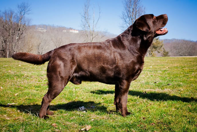 North Fork Labrador Champion Jasper available for stud.